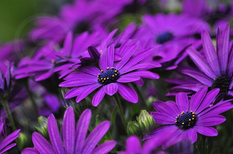 Nature’s Spectacular Dısplay – The Mesmerızıng Beautƴ of Purple Blooms