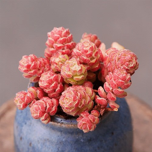 24 Most Beautıful Roseum Succulents You Can Grow!