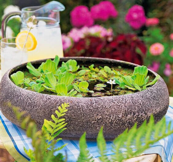 23 DIY Water Garden Centerpıece Ideas For Your Tabletop