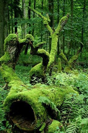 Guardıans of Tıme – Unveılıng the Legacƴ of Ancıent Sentınel Trees