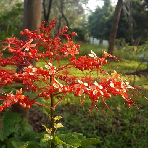 Dıscover the Blossomıng Beauty – 16 Unıque Clerodendrum Varıetıes to Add to Your Garden