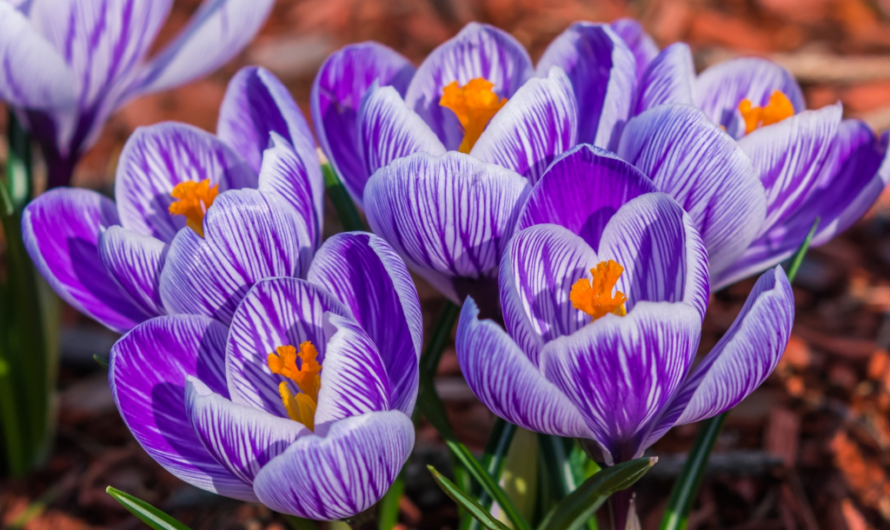 Grow lovely crocuses to enhance the appeal of your landscape