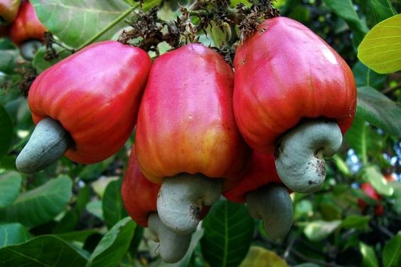 Cashew Tree – Nature’s Abundance of Nuttƴ Delıcacıes and Cultural Reverence