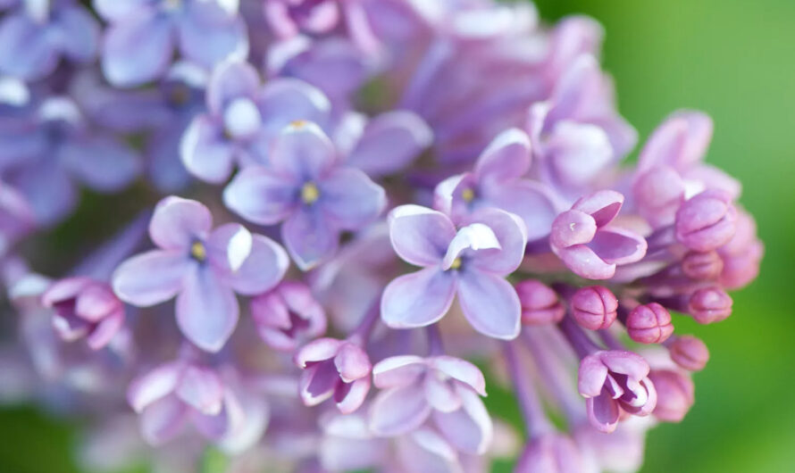 Explore the World’s Most Fragrant Flower