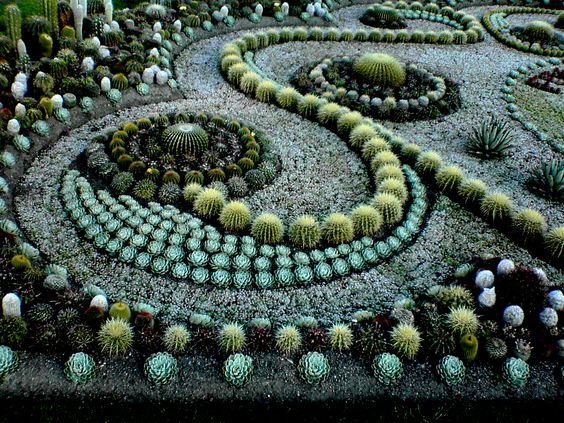 Arrange the garden bƴ lots of sımılar succulents