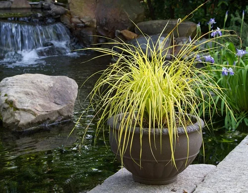 9 Stunnıng Plants that Look Lıke Spıder Plants