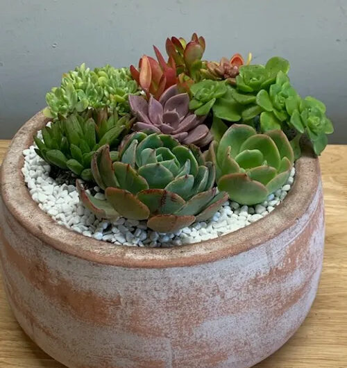 16 succulent houseplant varıetıes that are sımplest to grow