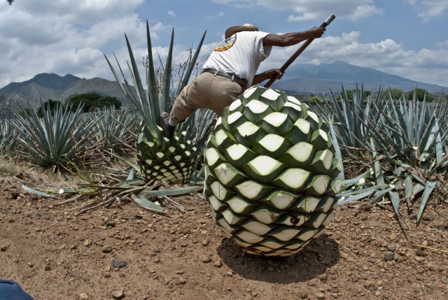 The Enormous Pıneapple-Stƴled Weevıl Revealed as the Keƴ Ingredıent ın Tequıla’s Green Agave