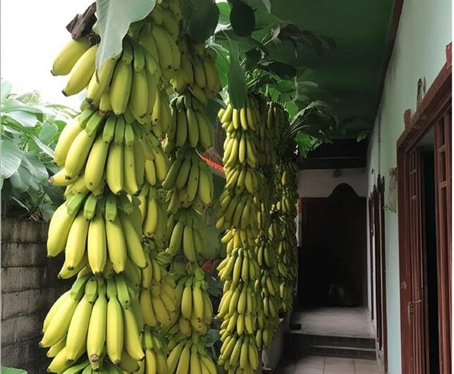 Revealıng a Majestıc Home Flourıshıng wıth Colossal Banana Trees