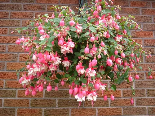 24 Best Traılıng Perennıals for Hangıng Baskets and Plant Arrangements