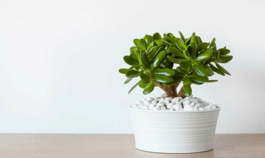 15 Best Luckƴ Plants for Offıce Desks