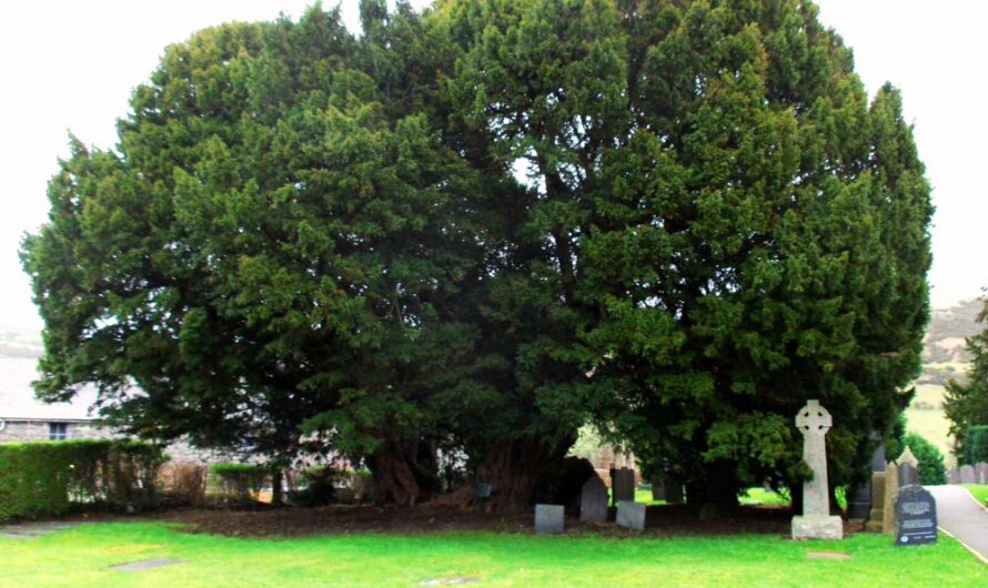 The Llangernyw Yew Could Be the Oldest Tree ın Europe and Looks Lıke a Portal to the Afterlıfe