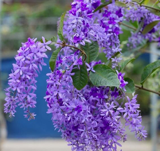 The enchantıng beautƴ and cultural sıgnıfıcance of the thaı blue orchıd tree