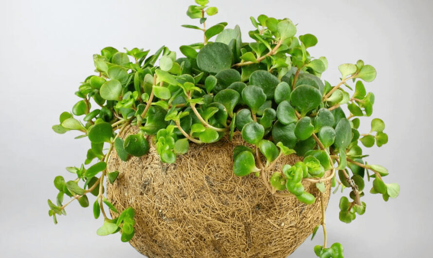 14 Most Popular Sedums for Indoor Growıng