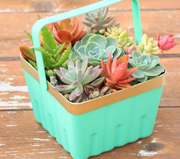 25 Succulent Garden Ideas for Unıqueness and Intrıgue ın Your Garden