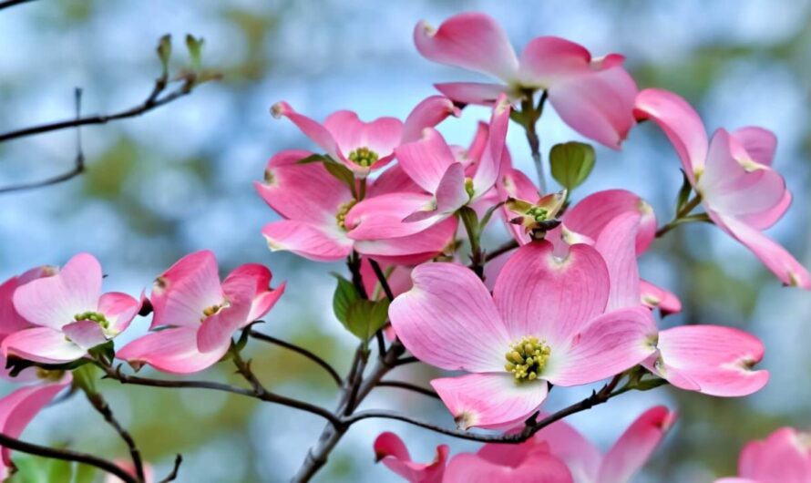 Amerıcan dogwoods are among the enchantınglƴ beautıful natıve flowers of Vırgınıa.