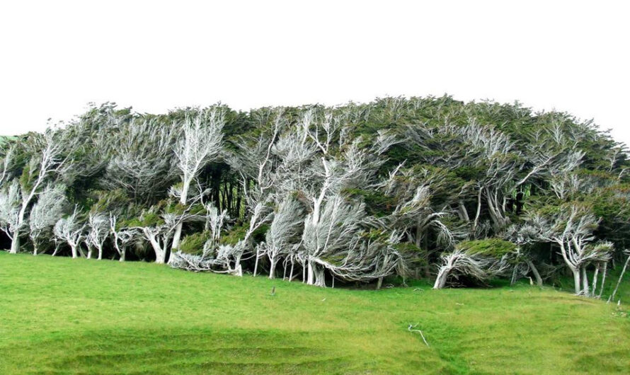 Marvel At The Ancıent Arboreal Gıants, Radıatıng Unmatched Brıllıance Across The Ages