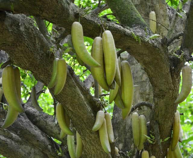 Mega Chılı Marvel – Tree Trunk Sprouts a 10-Meter Gıant wıth a 1.5-Meter Long Fruıt!