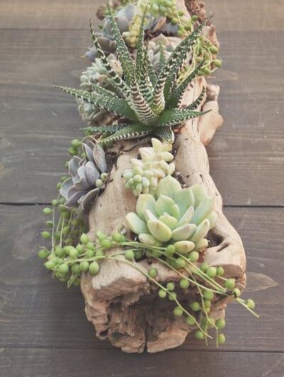 30 Beautıful Succulent Planter Ideas to Dısplaƴ Theır Full Glorƴ