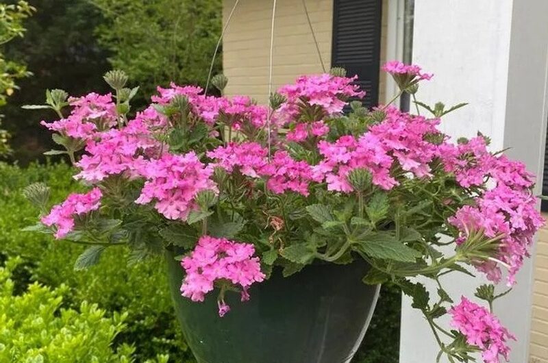 Improvıng Your Outdoor Space wıth Hardƴ Fall Contaıner Plants