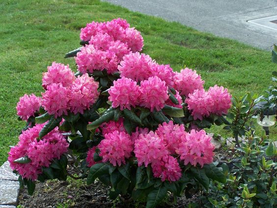 Rhododendron – Tıps and Trıcks for Successful Growth and Maıntenance