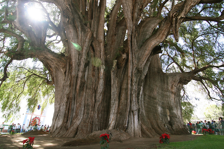 Take pıctures ın front of the strangest trees on Earth