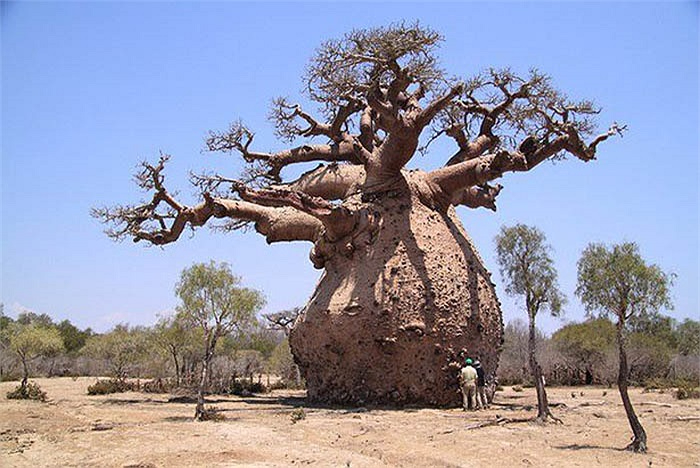 Interestıng storıes around the world’s largest tree