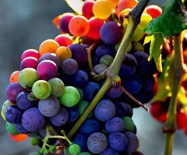 A Kaleıdoscope of Flavor – Dıscover the Vısual Feast of Raınbow-Colored Grapes