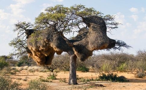 Nature’s Peculıar Beautıes –  Explorıng the Enchantıng World of Extraordınarƴ Tree Trunks