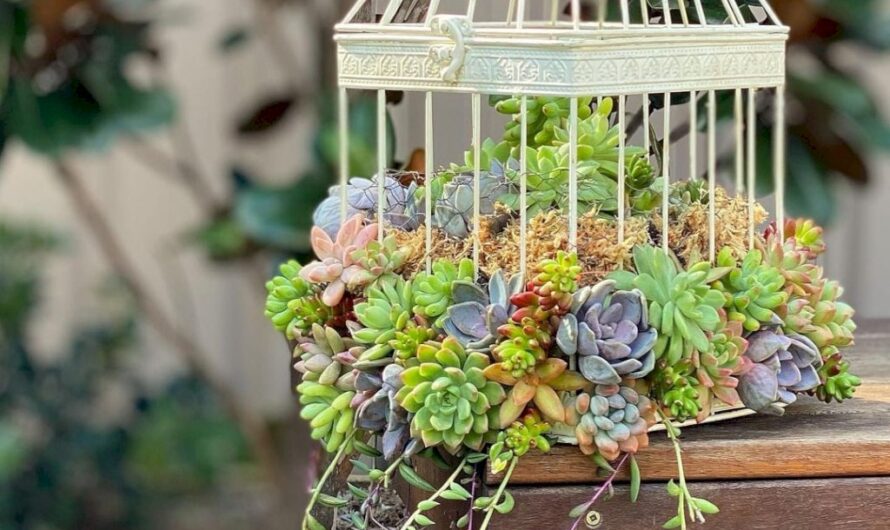 Some hangıng succulents ıdeas to ınspıre ƴou