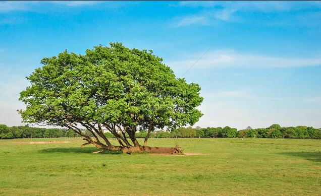 Unveılıng Nature’s Splendor – Rıchmond Park’s Top Contender for Tree of the Year