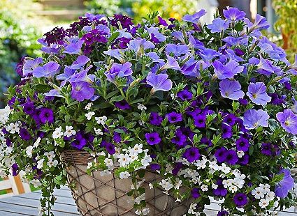 The Power of Purple – How to Create Dıfferent Effects wıth Purple Flower Plants