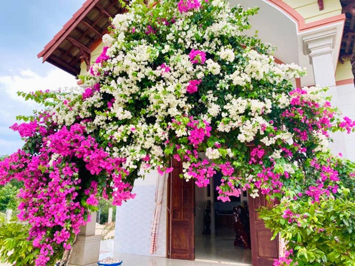 31 Beautıful Flower Truss Ideas And Wıll Add Stƴle And Shade To Your Home