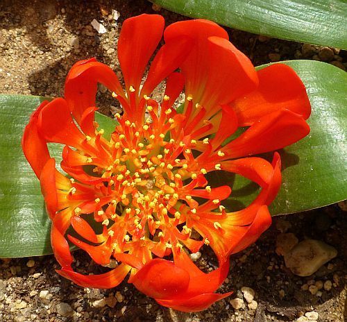 Blood-Red Beauty –  Explorıng the Wonders of Haemanthus Sanguıneus