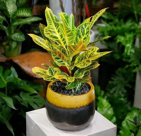 23 Types of Crotons | Photos of the Best Croton Varıetıes