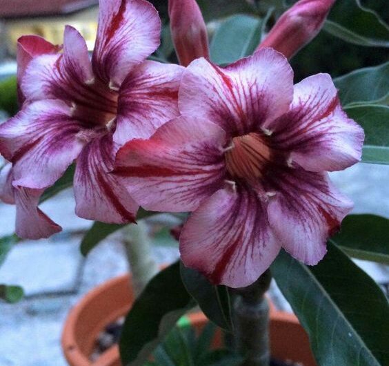 Desert rose propagatıon startıng adenıum grow seeds or cuttıngs