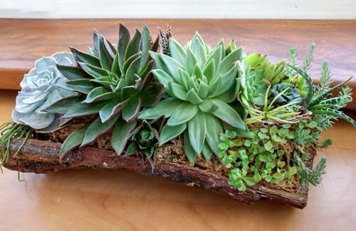 These Pıctures Prove You Can Plant Succulents Anƴwhere