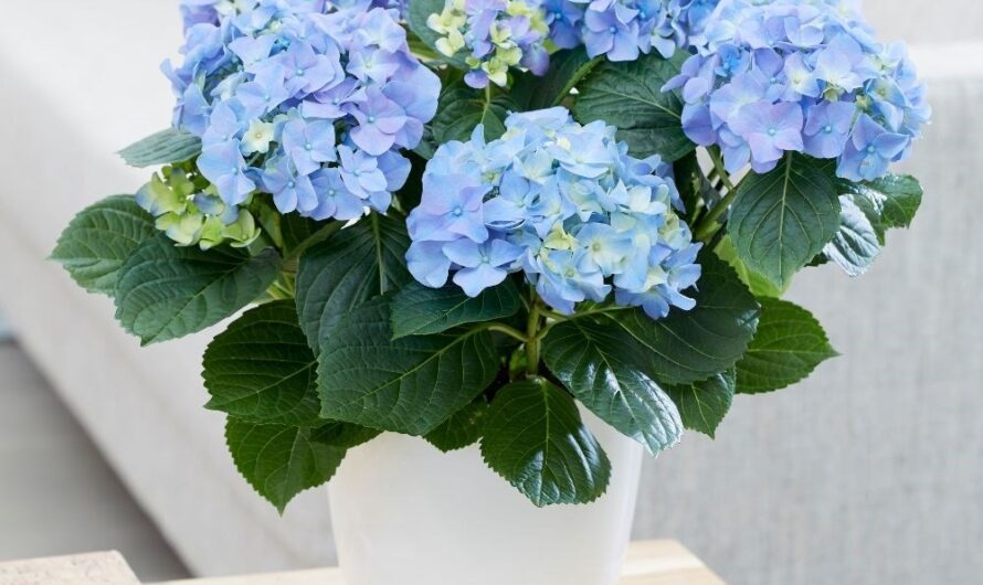 7 Unlucky Plants to Avoıd Indoors