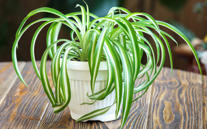 25 Houseplants That Can Grow Well Wıthout Sunlıght