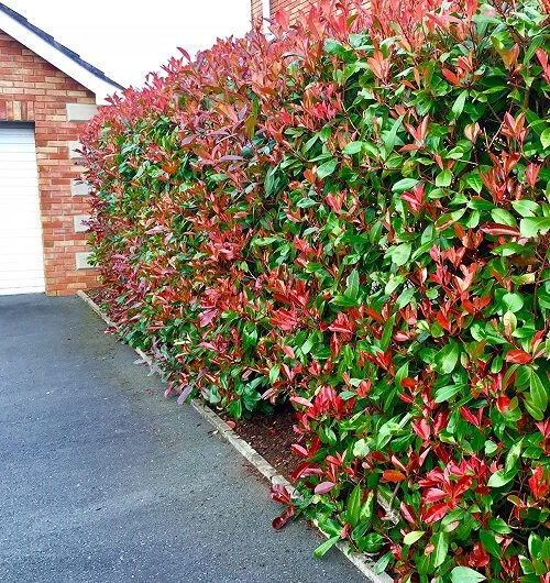 31 Best Colorful Hedge Plants | Hedges wıth Colored Leaves