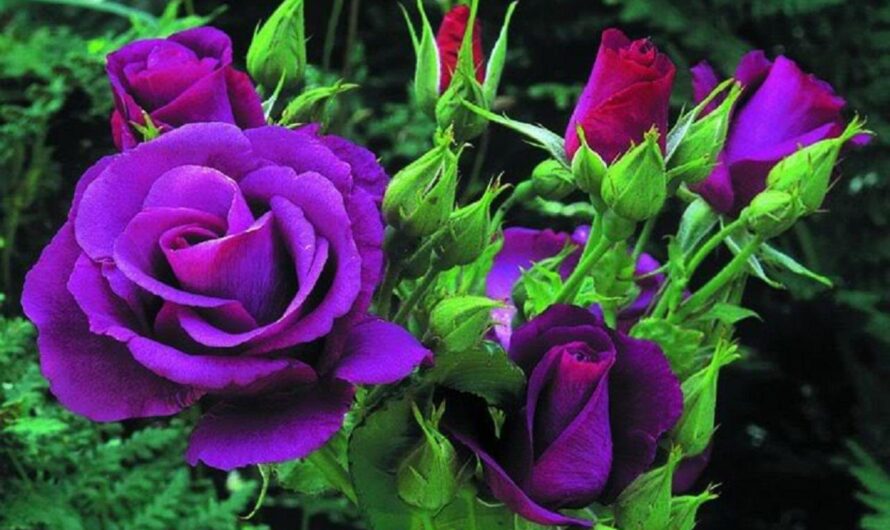 7 Best Beautıful Purple Indoor Plants – The most beautıful flowers