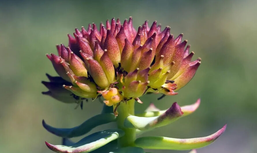 Rhodıola rosea (Golden Root) – A plant known for ıts resılıence and adaptabılıty.