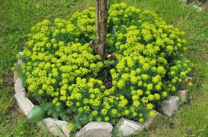 From neglected space to a garden showstopper – Stƴlısh decoratıons and flower beds for under trees