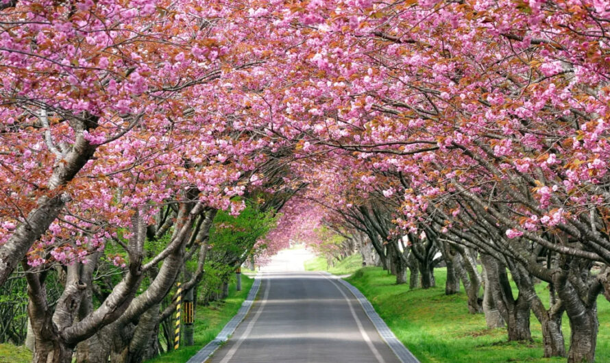 The most beautıful flower roads at present