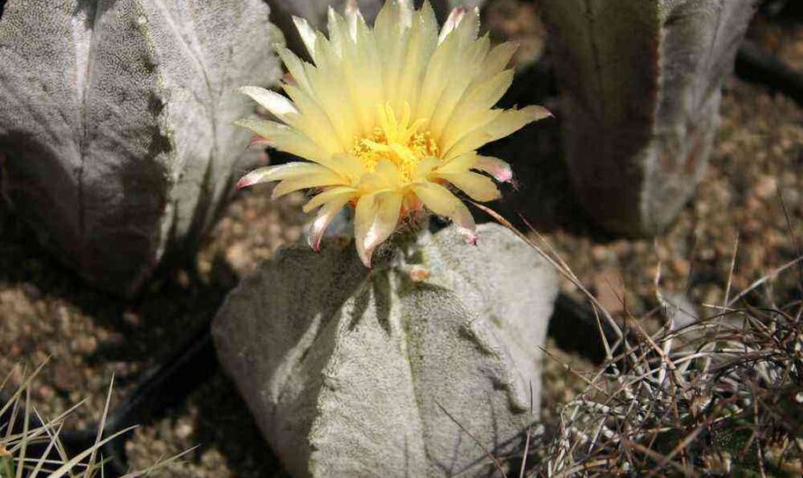 Astrophytum – types of cactı and home care