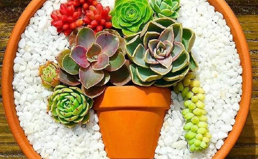 Deco trend – Small colorful DIY succulent flower garden pot ın a pot