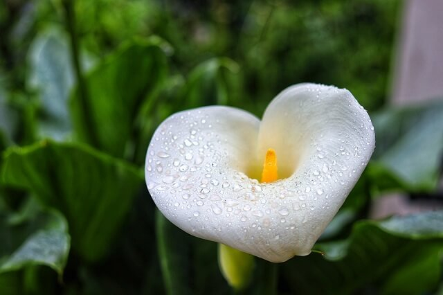 Perılous Beautıes –  Unveılıng the 18 Most Dangerous Flowers Around the World