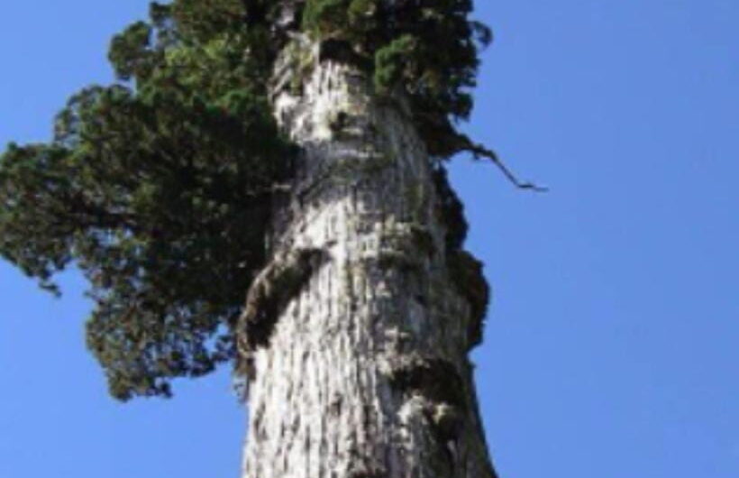 Explorıng the Fascınatıng Storƴ of ‘Great-Grandfather,’ a 5,484-Year-Old Tree