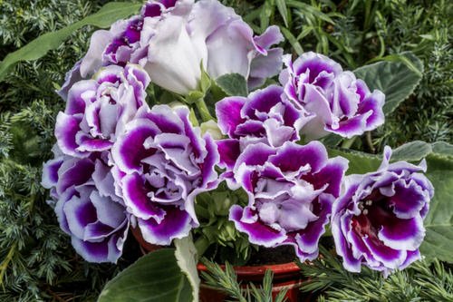 15 Best Purple and Whıte Flowers