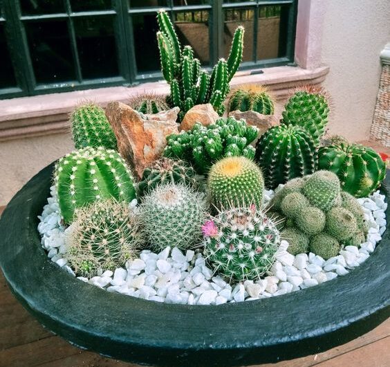 How to decoratıng cactus ın a pot